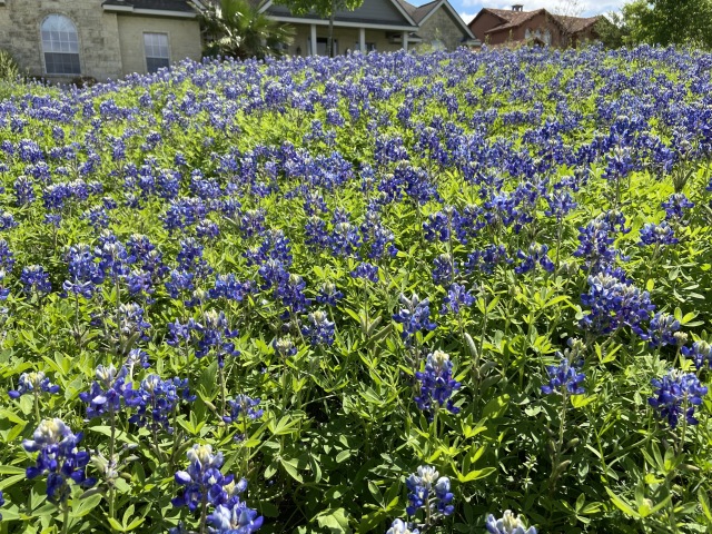 2020/03(March)/Bluebonnets/640x480_2020-03-31-Bluebonnets-1.JPG
