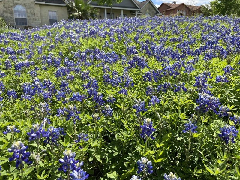 2020/03(March)/Bluebonnets/800x600_2020-03-31-Bluebonnets-1.JPG