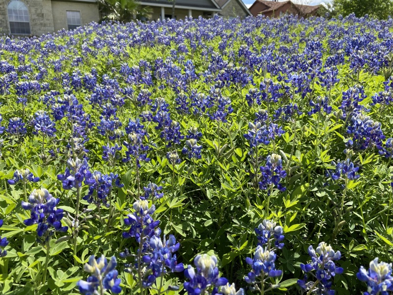 2020/03(March)/Bluebonnets/800x600_2020-03-31-Bluebonnets-2.JPG