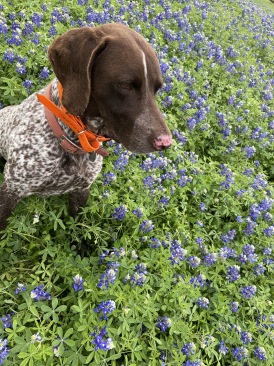 2020-03-22-Bluebonnets-2-Blaze.JPG