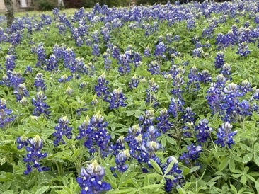 2020-03-22-Bluebonnets-3.JPG