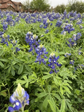 2020-03-22-Bluebonnets-4.JPG