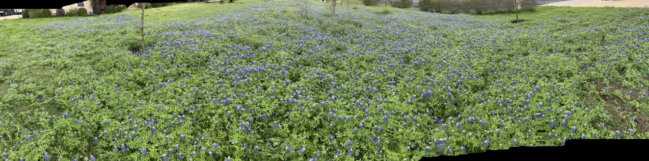 2020-03-22-Bluebonnets-6.JPG