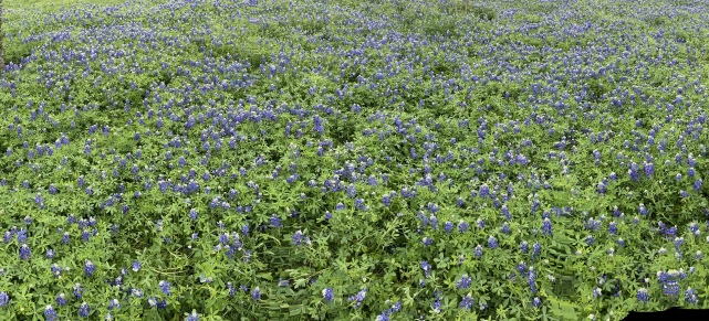 2020-03-22-Bluebonnets-7.JPG