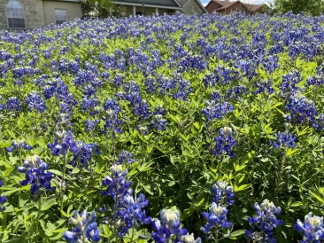 2020-03-31-Bluebonnets-2.JPG