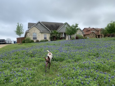 2020-04-03-Bluebonnets-2-Blaze.JPG