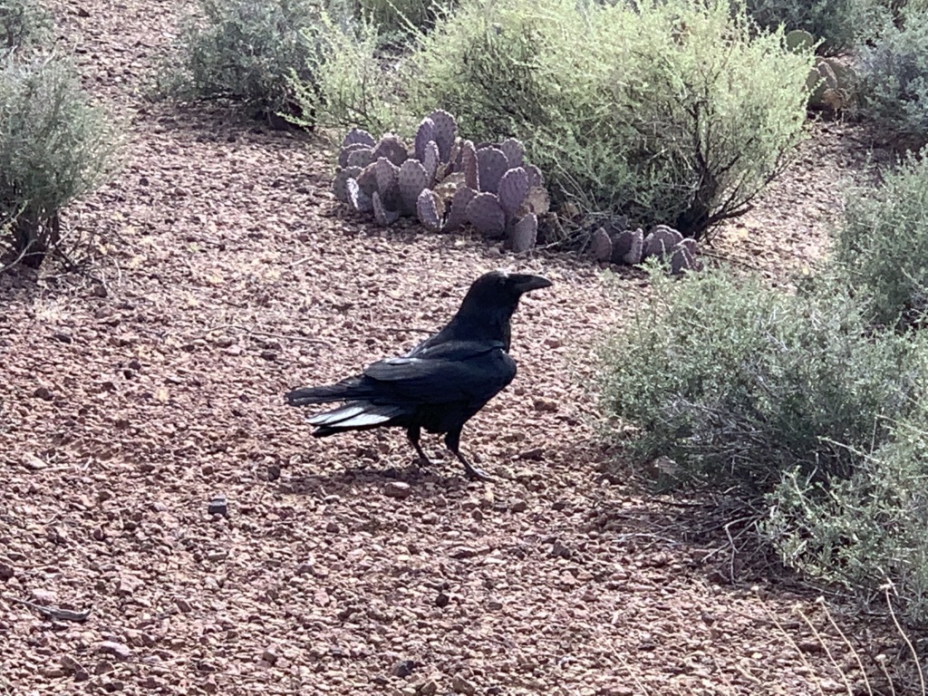 2020-03-17-Grand-Canyon-Crew8787-53-Crow.JPG