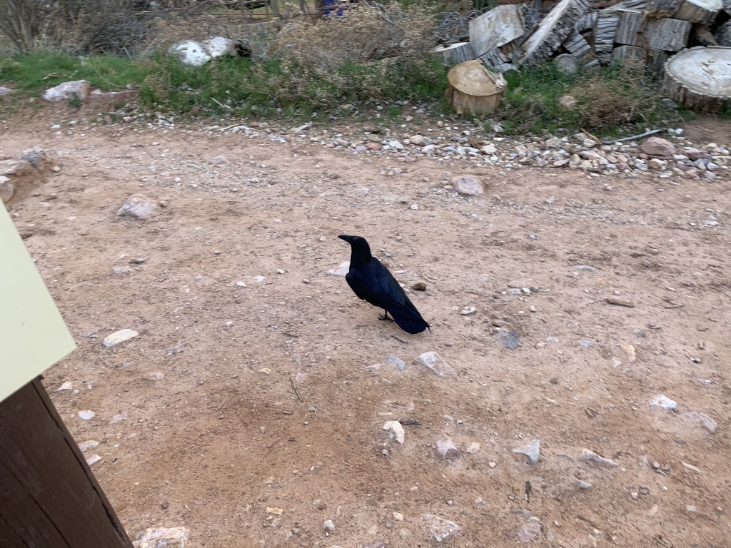2020/03(March)/Grand-Canyon-Crew-8787/1024x768_2020-03-18-Grand-Canyon-Crew8787-045-crow.JPG
