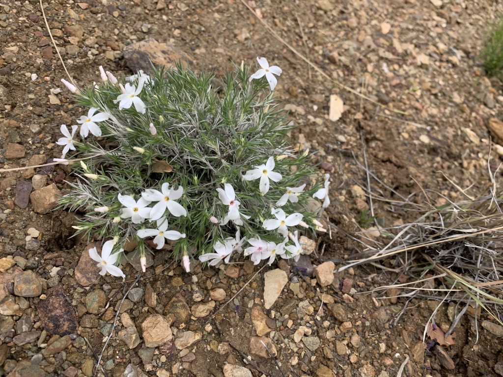 2020-03-19-Grand-Canyon-Crew8787-109.JPG