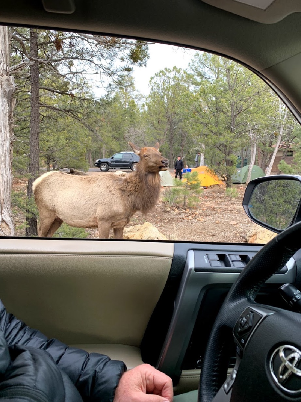 2020-03-99-Grand-Canyon-Crew8787-25-Moose.jpg
