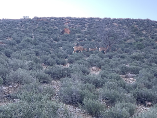 2020-03-18-Grand-Canyon-Crew8787-006-deer.JPG