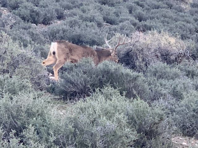 2020-03-18-Grand-Canyon-Crew8787-007-deer.JPG