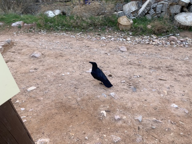 2020/03(March)/Grand-Canyon-Crew-8787/640x480_2020-03-18-Grand-Canyon-Crew8787-045-crow.JPG