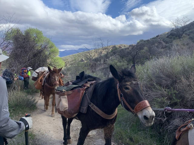 2020/03(March)/Grand-Canyon-Crew-8787/640x480_2020-03-18-Grand-Canyon-Crew8787-049-mules-Carl.JPG