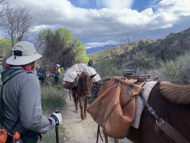 2020-03-18-Grand-Canyon-Crew8787-050-mules-Carl.JPG