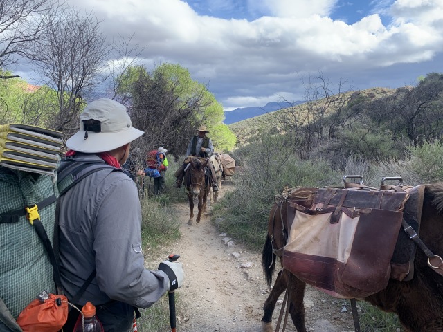 2020/03(March)/Grand-Canyon-Crew-8787/640x480_2020-03-18-Grand-Canyon-Crew8787-052-mules-Carl.JPG