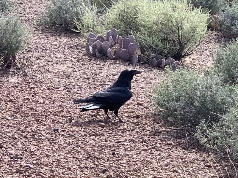 2020-03-17-Grand-Canyon-Crew8787-53-Crow.JPG