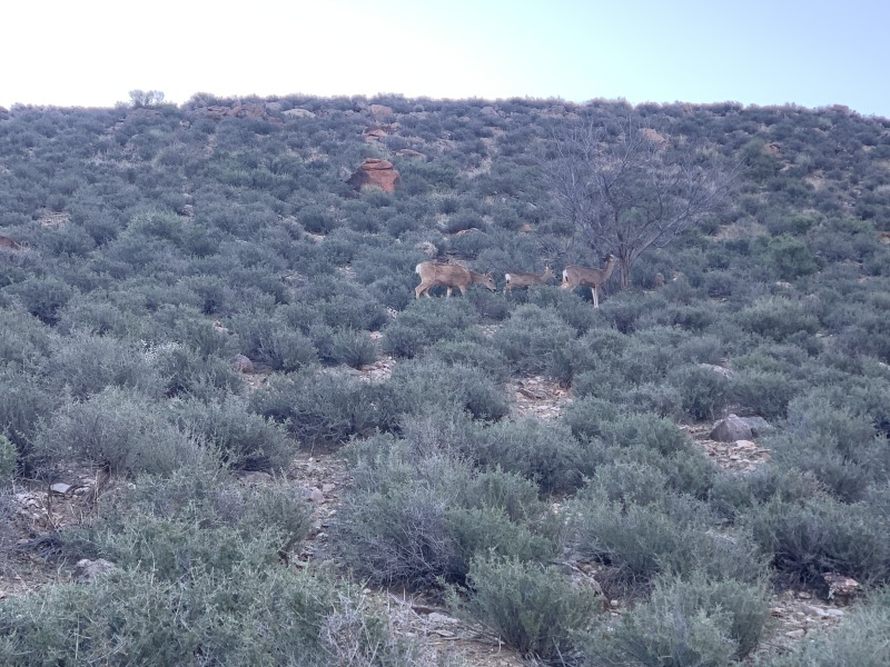 2020-03-18-Grand-Canyon-Crew8787-006-deer.JPG
