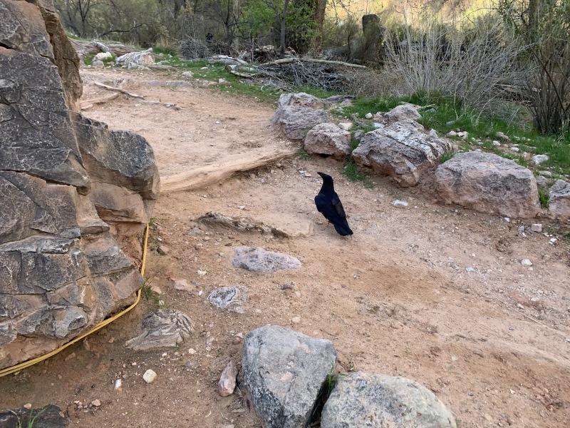 2020-03-18-Grand-Canyon-Crew8787-046-crow.JPG