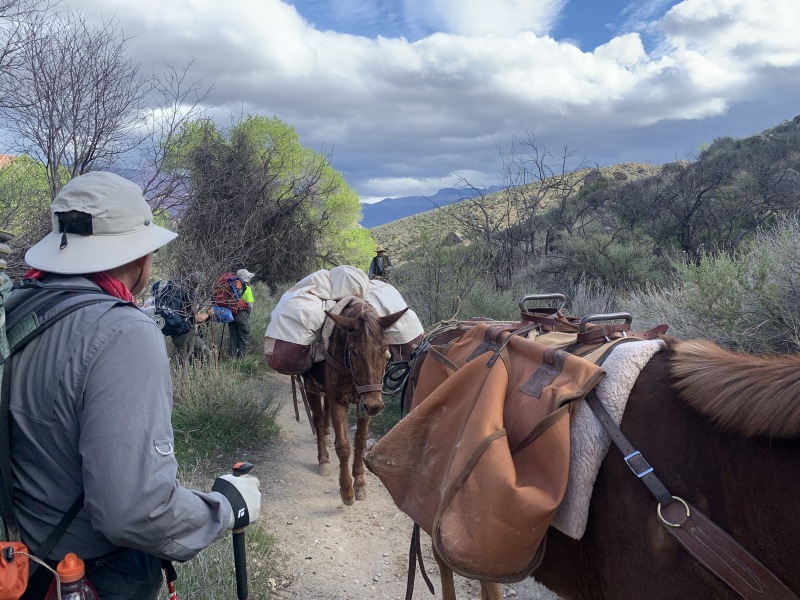 2020-03-18-Grand-Canyon-Crew8787-050-mules-Carl.JPG