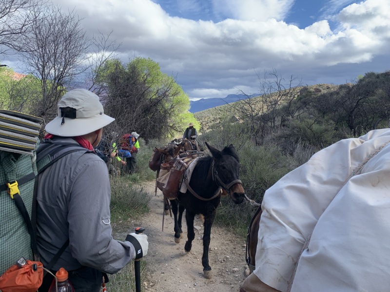 2020-03-18-Grand-Canyon-Crew8787-051-mules-Carl.JPG