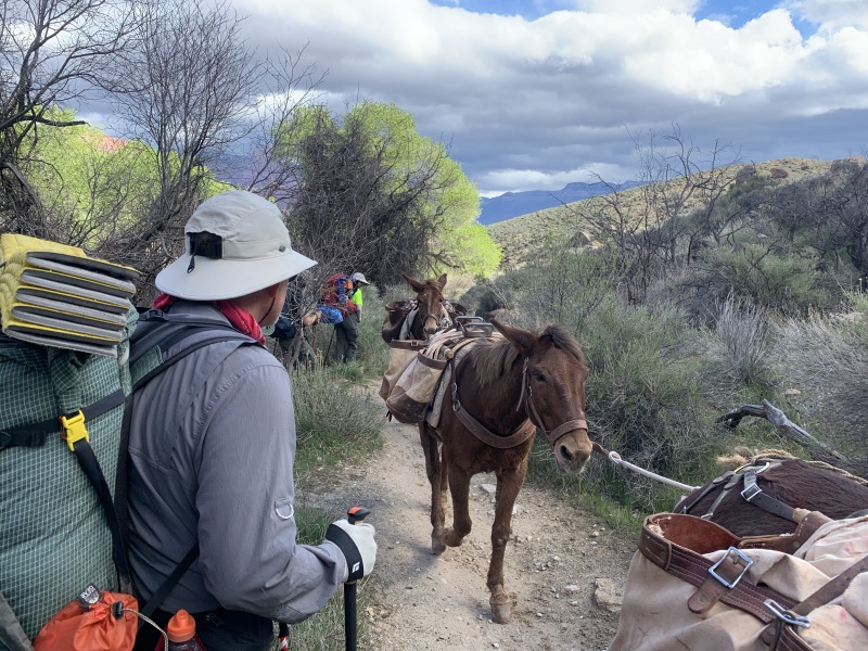2020-03-18-Grand-Canyon-Crew8787-054-mules-Carl.JPG