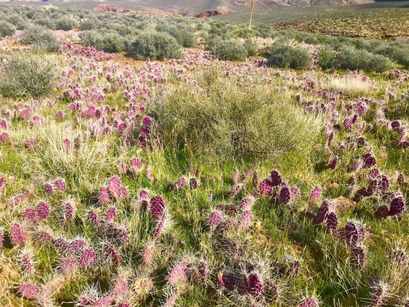 2020-03-99-Grand-Canyon-Crew8787-31-cactus.jpg