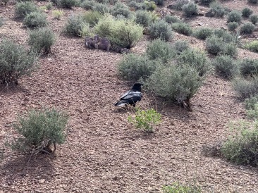 2020-03-17-Grand-Canyon-Crew8787-52-Crow.JPG