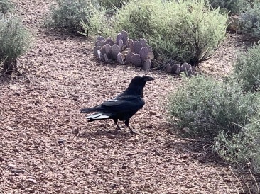 2020-03-17-Grand-Canyon-Crew8787-53-Crow.JPG