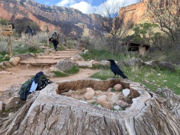 2020-03-18-Grand-Canyon-Crew8787-047-crow.JPG