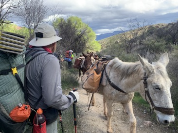 2020-03-18-Grand-Canyon-Crew8787-053-mules-Carl.JPG