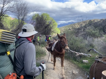 2020-03-18-Grand-Canyon-Crew8787-055-mules-Carl-Izzy-Dax.JPG
