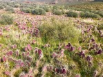 2020-03-99-Grand-Canyon-Crew8787-31-cactus.jpg