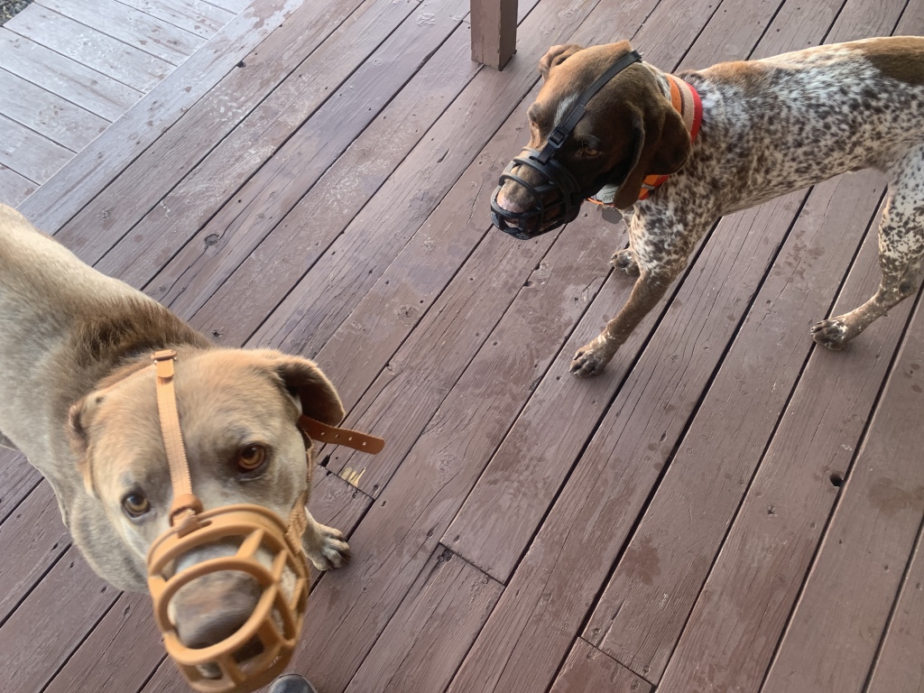 2020/05(May)/Colorado/1024x768_2020-05-02-Colorado-6-Hanz-Blaze-muzzles.JPG