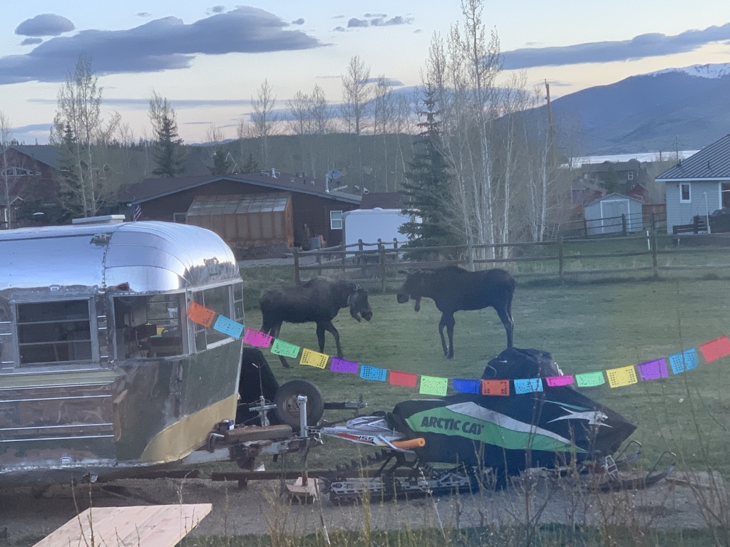 2020/05(May)/Colorado/1024x768_2020-05-23-Colorado-02-Moose.JPG