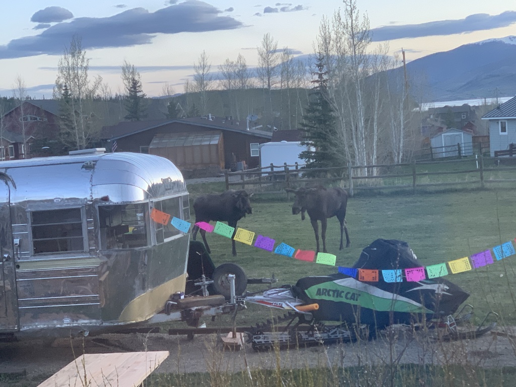 2020/05(May)/Colorado/1024x768_2020-05-23-Colorado-03-Moose.JPG
