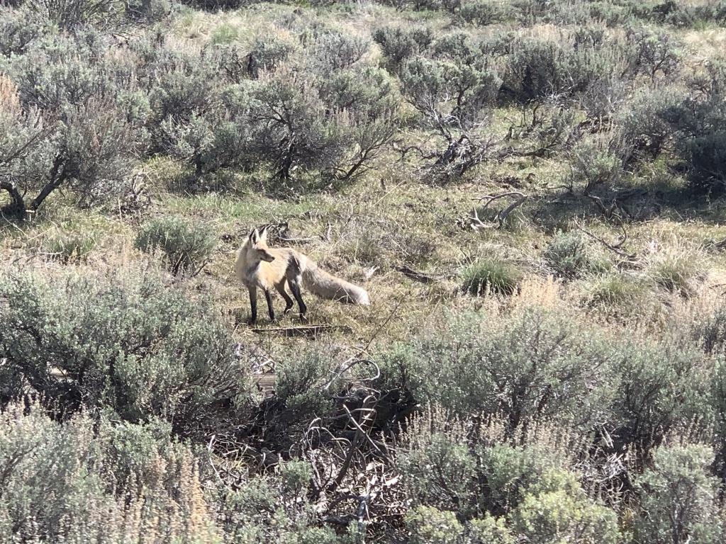 2020-05-23-Colorado-10-bike-path-Coyote.JPG