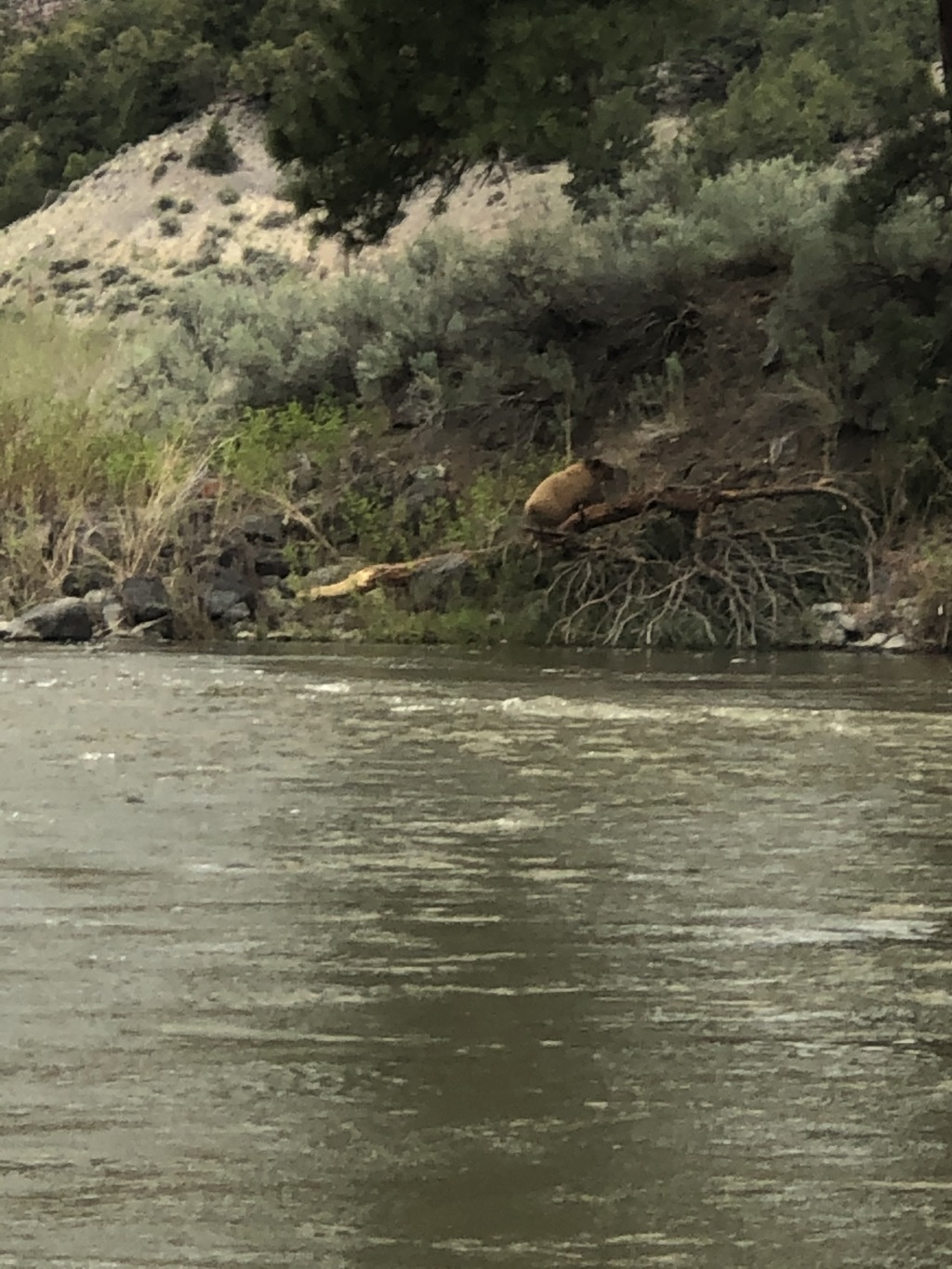 2020/05(May)/Colorado/1024x768_2020-05-27-Colorado-12-bear.JPG