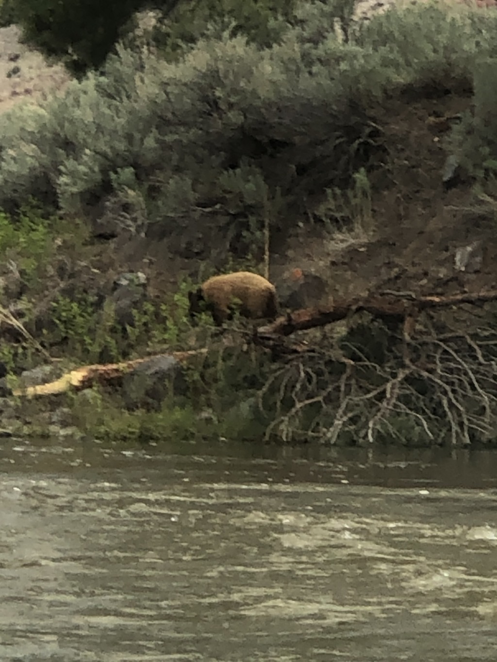 2020/05(May)/Colorado/1024x768_2020-05-27-Colorado-13-bear.JPG