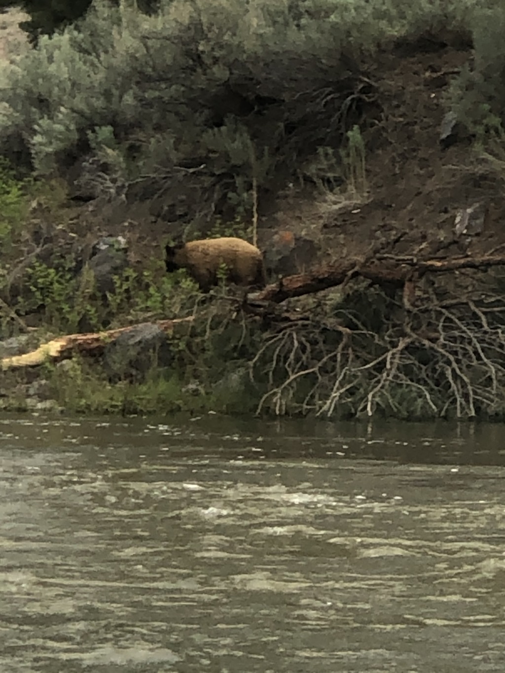 2020/05(May)/Colorado/1024x768_2020-05-27-Colorado-14-bear.JPG