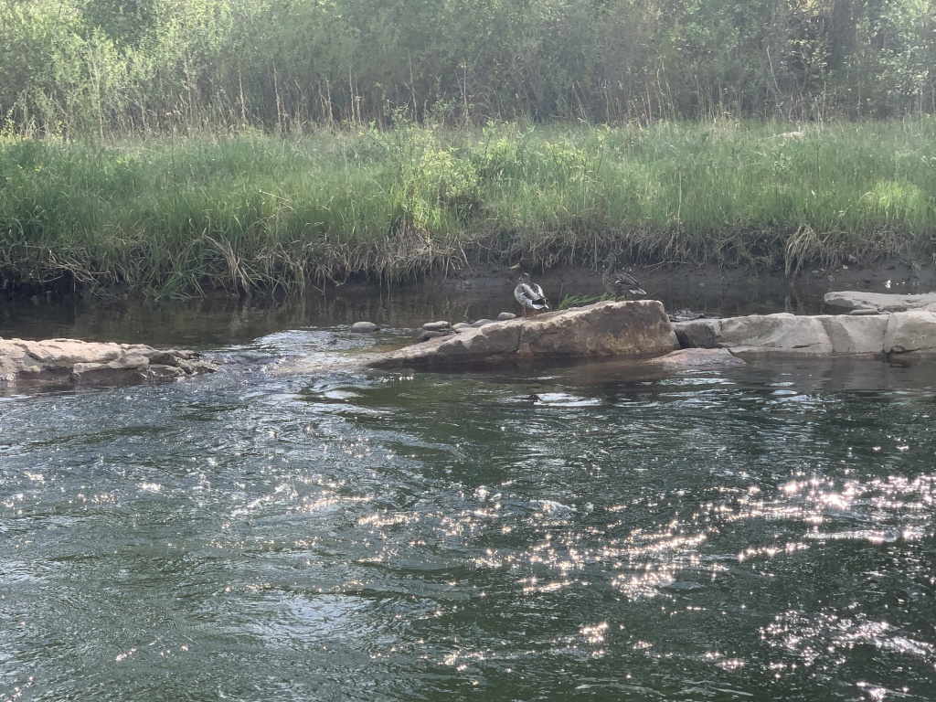 2020/05(May)/Colorado/1024x768_2020-06-05-Colorado-33-Blue-River.JPG