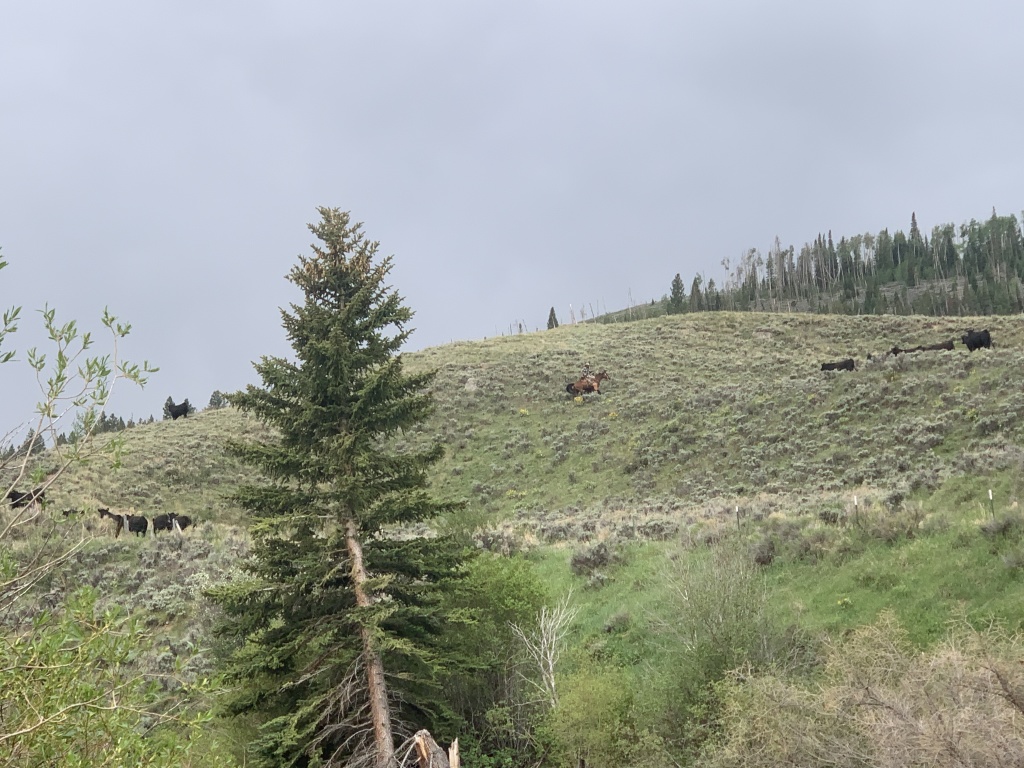 2020-06-06-Colorado-08-fishing-cowboy-wrangler.JPG
