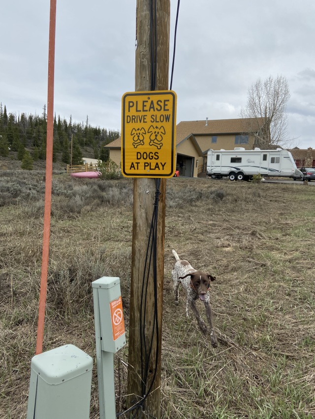 2020/05(May)/Colorado/640x480_2020-05-05-Colorado-04-Blaze-Dogs-at-Play.JPG
