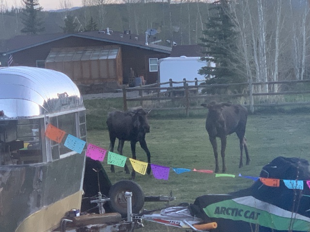 2020/05(May)/Colorado/640x480_2020-05-23-Colorado-04-Moose.JPG