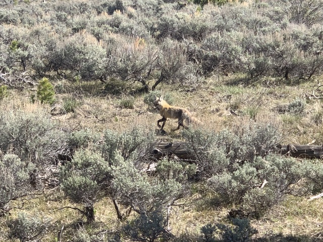 2020-05-23-Colorado-09-bike-path-Coyote.JPG