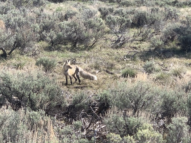 2020-05-23-Colorado-10-bike-path-Coyote.JPG