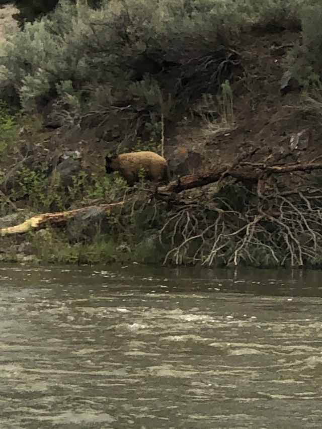 2020/05(May)/Colorado/640x480_2020-05-27-Colorado-14-bear.JPG