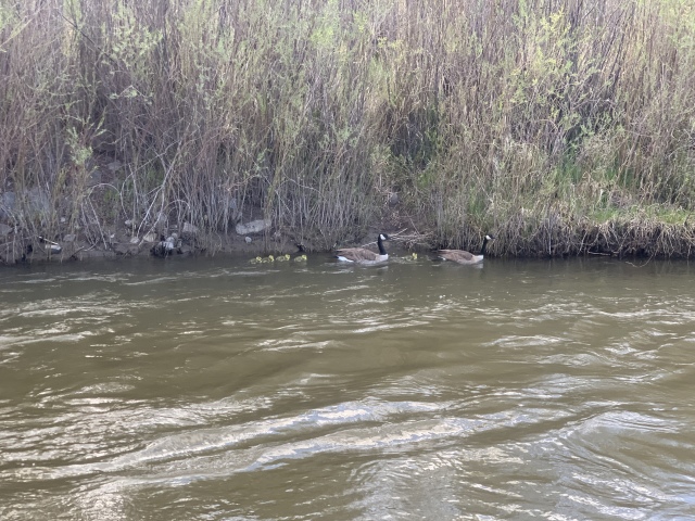 2020/05(May)/Colorado/640x480_2020-05-27-Colorado-29-geese.JPG