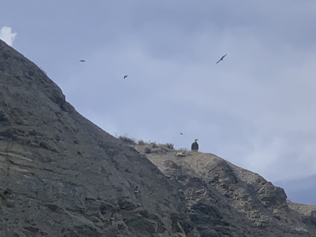 2020/05(May)/Colorado/640x480_2020-06-05-Colorado-31-Blue-River-bald-eagle.JPG