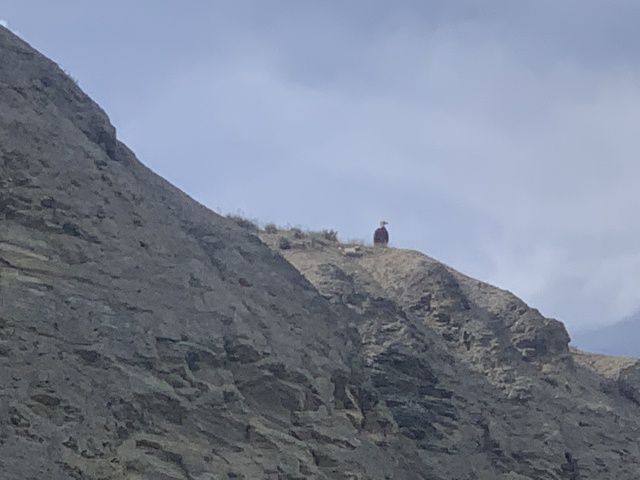 2020/05(May)/Colorado/640x480_2020-06-05-Colorado-32-Blue-River-bald-eagle.JPG